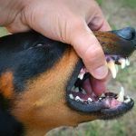 büdös szájszag kutyáknál