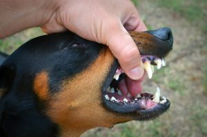 büdös szájszag kutyáknál